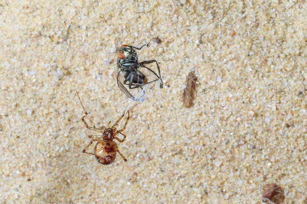 Araña captura mosca — Foto de Stock