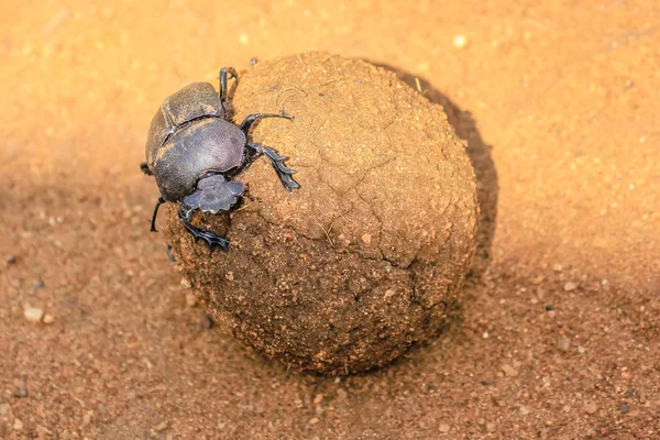 Bola de escarabajo estiércol — Foto de Stock
