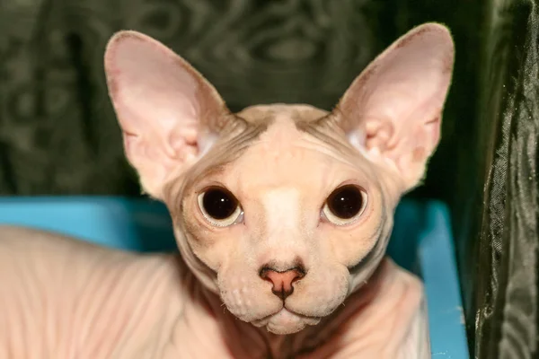 Sphynx cat portrait — Stock Photo, Image