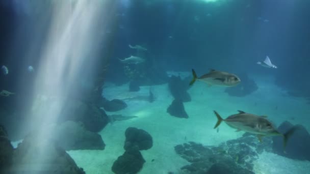 Підводний фон з сонячними променями — стокове відео