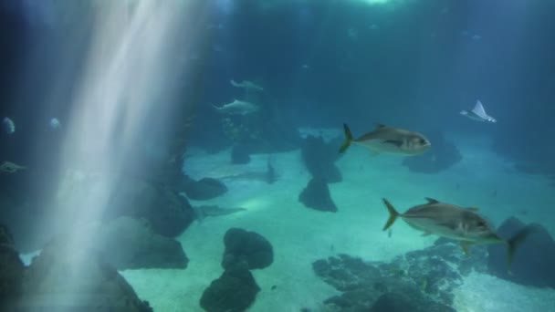 Fondo submarino con rayos de sol — Vídeo de stock