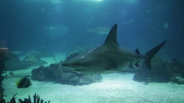 Sualtı beyaz köpek balığı — Stok video