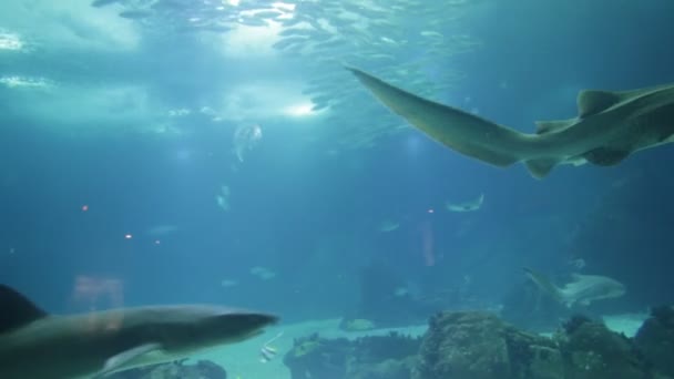 Leopard shark underwater — Stock Video