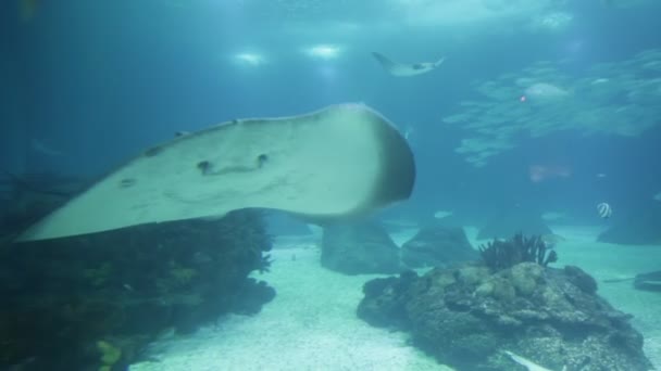 Sting ray onderwater — Stockvideo