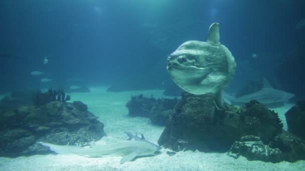 Underwater rekin biały — Wideo stockowe