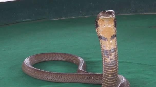 Cobra's snake dicht omhoog — Stockvideo