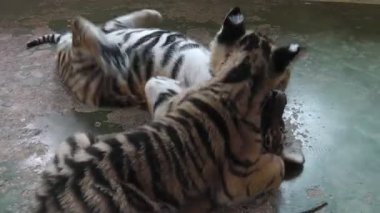 Oynayan bebek kaplanlar