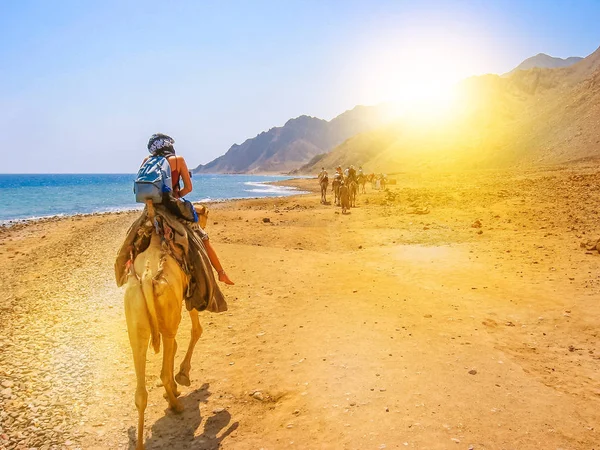 Touriste sur chameaux en Egypte — Photo
