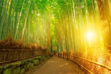 Bambu grove Arashiyama Kyoto