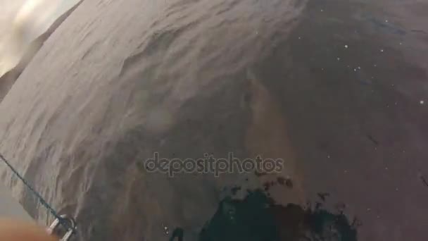 Dauphins sautant en Baja California 