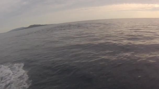 Прыгающие дельфины — стоковое видео