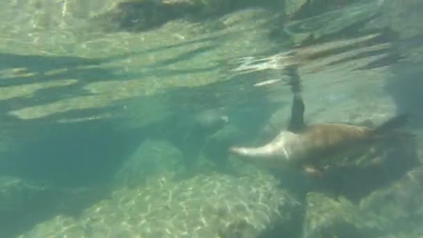 Singa laut anak anjing — Stok Video