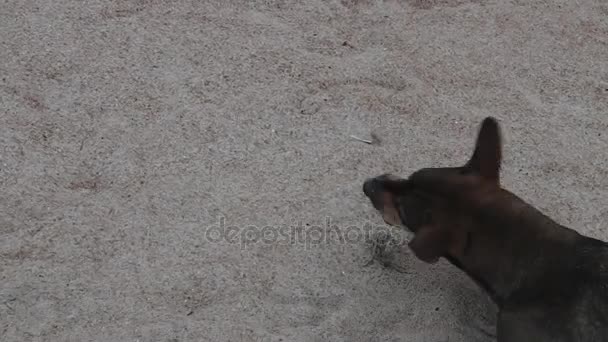 wolfdog jouer au crabe 