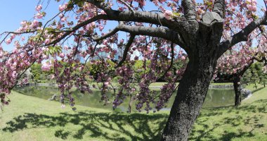 Japon bahçe kiraz çiçeği