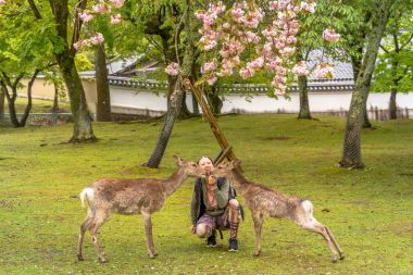 Nara geyik Hanami besleme
