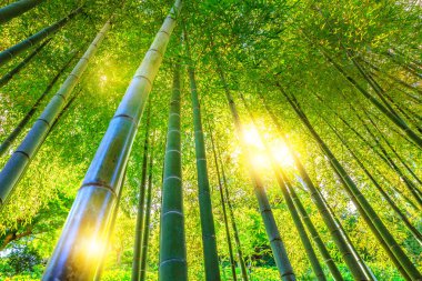 Bambu ormanı arka plan