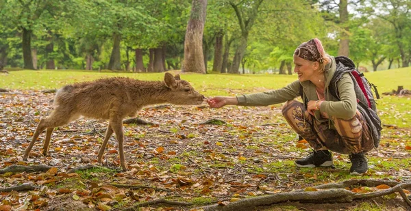 Woman feeds Nara deer — Stock Photo, Image