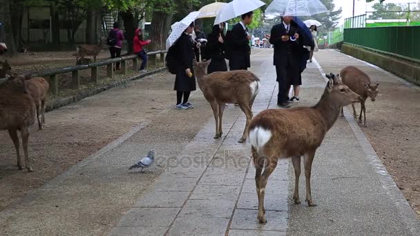 Studenter att röra Nara deer — Stockvideo