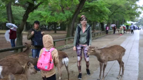 Дети, трогающие оленя Нара — стоковое видео