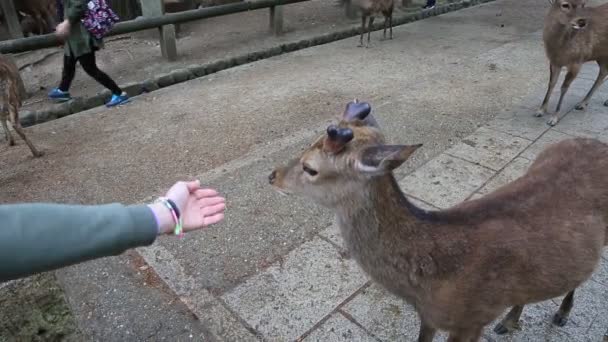 Nara deer Japan — Stockvideo