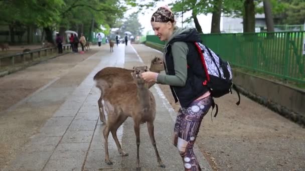 Femme touche cerf sauvage — Video