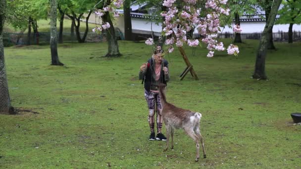 Alimentar a los ciervos de Nara Hanami — Vídeo de stock