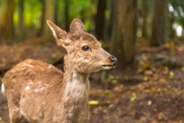 Nara geyik Japonya — Stok fotoğraf