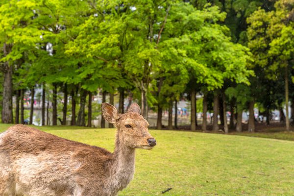 Nara deer Japan