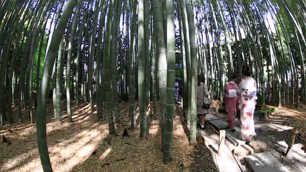 Kimono Kobieta w bambusowym lesie — Wideo stockowe