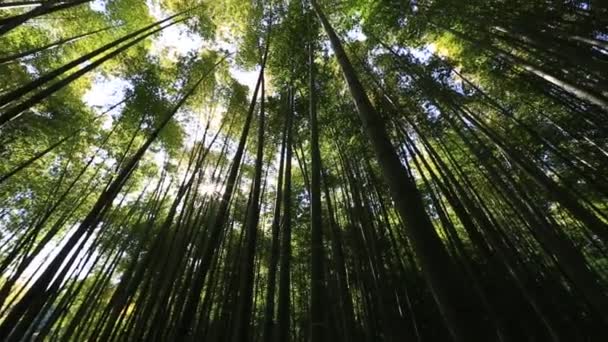 Bamboe bos achtergrond — Stockvideo