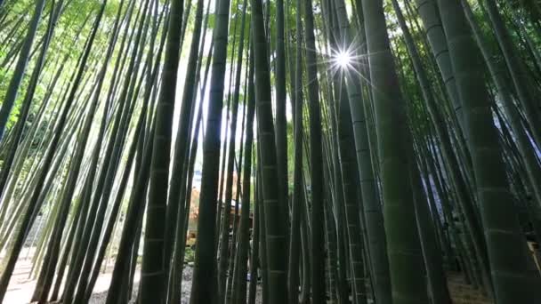 Floresta de fundo de bambu — Vídeo de Stock