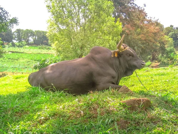 Buffalo in Basse-terre — Stockfoto