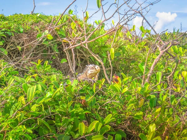 Antilles iguana La desirade — Zdjęcie stockowe