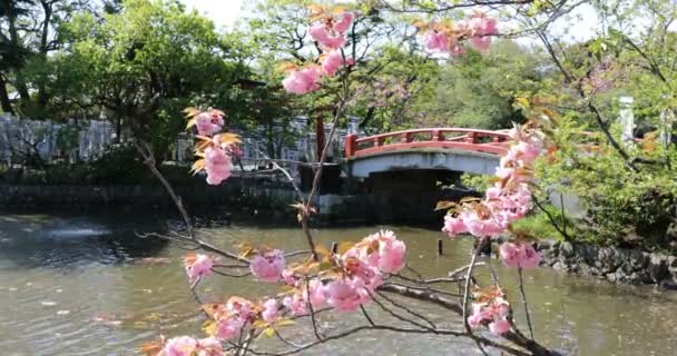 Třešňový květ v Kamakura — Stock video