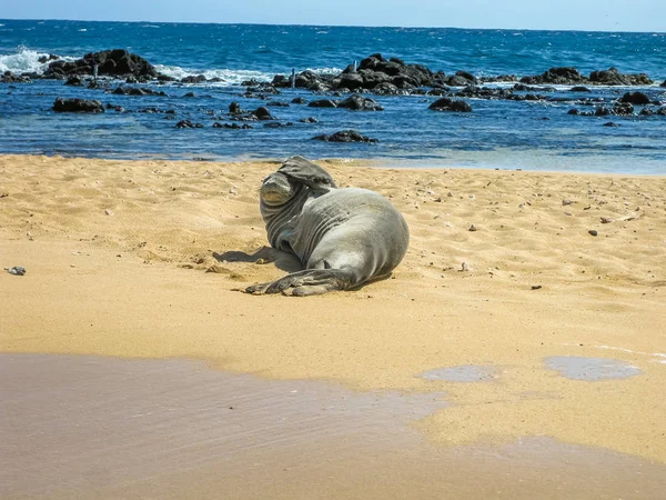 Zegel op strand — Stockfoto