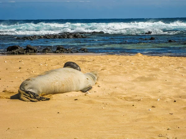 Seal on beach — Stock Photo, Image