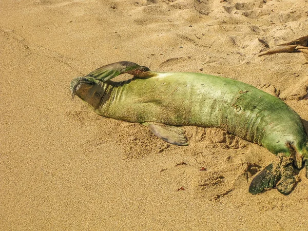 Baby monk seal — Stock Photo, Image