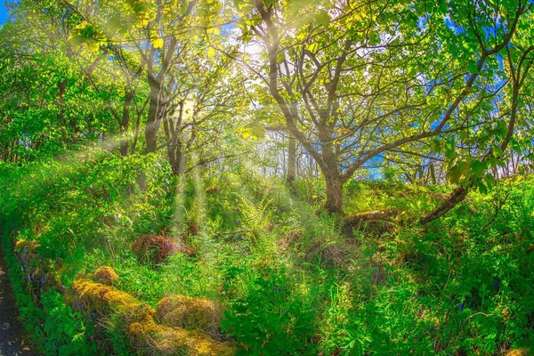 Nature forest background — Stock Photo, Image