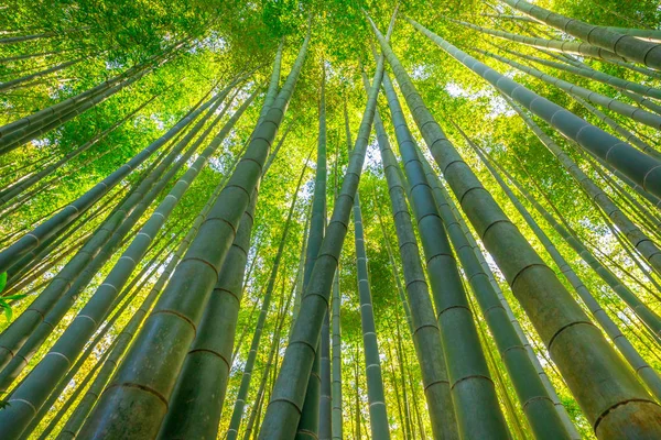 Fondo del bosque de bambú — Foto de Stock