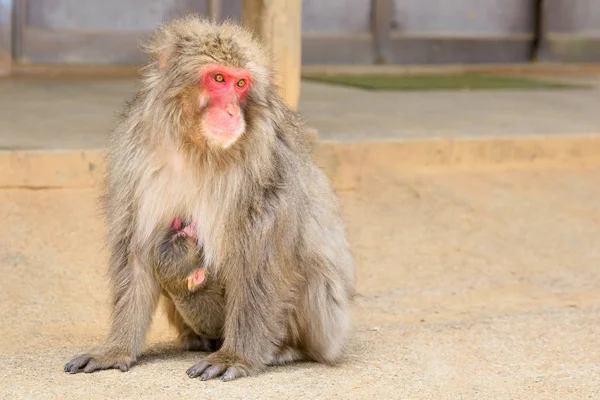 Arashiyama monkey matki — Zdjęcie stockowe