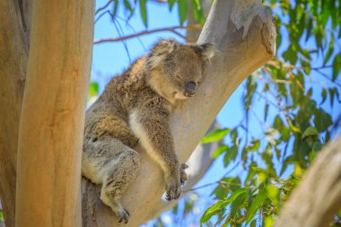 Koala bir dalda uyuyor.