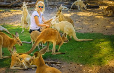 Woman feeds kangaroos clipart