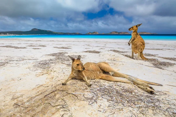 Kangaroos at Lucky Bay — Stock Photo, Image