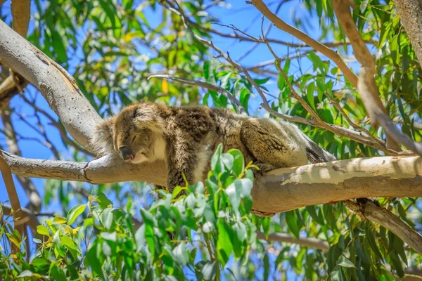 Koala in Nationaal Park Yanchep — Stockfoto