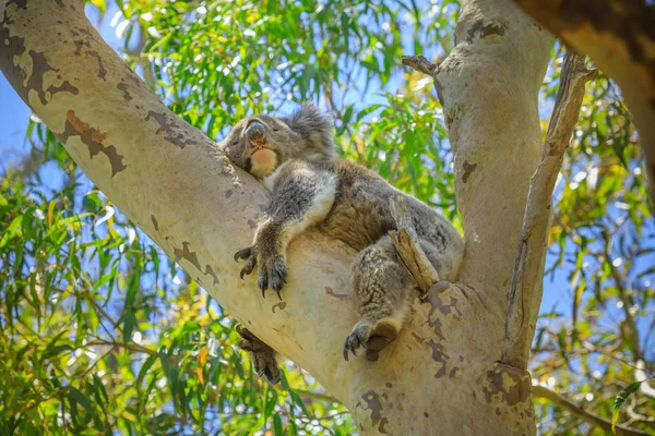 Koala in Nationaal Park Yanchep — Stockfoto