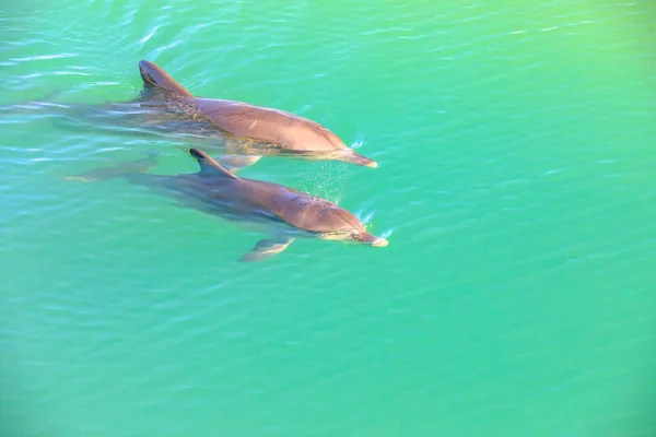 Deux dauphins singe Mia — Photo
