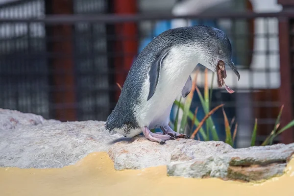 Tučňák chrlit potravin — Stock fotografie