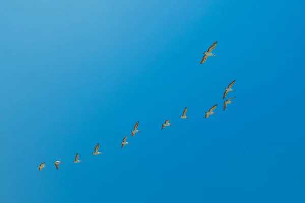 Batı Avustralya uçan Pelikan — Stok fotoğraf