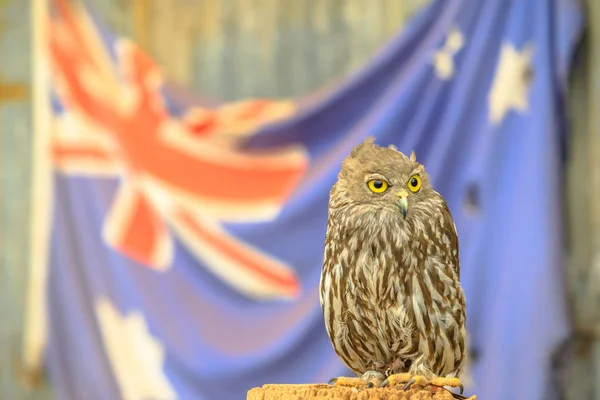 Owl with Australian flag