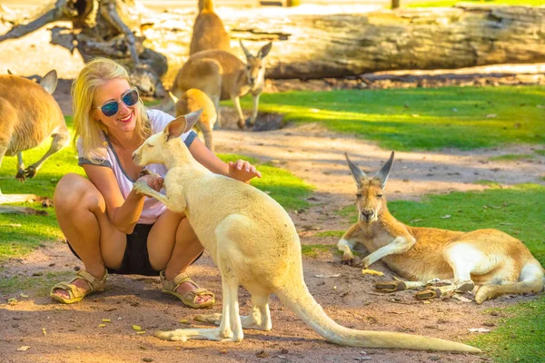 Woman touches kangaroo — Stock Photo, Image